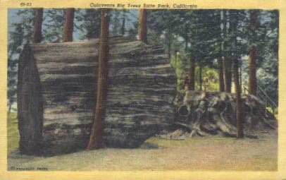 Calaveras Nagy Fák Állami Park, Kalifornia Képeslap