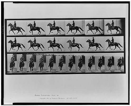 Fotó: Állati Mozgás,Eadweard Muybridge,c1887 Ember,Lovaglás, Ló,Lovaglás